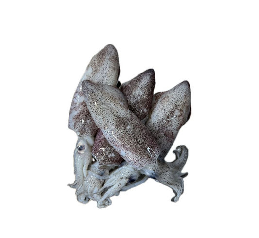 S14 - Kitani Squid / Sotong Kitani