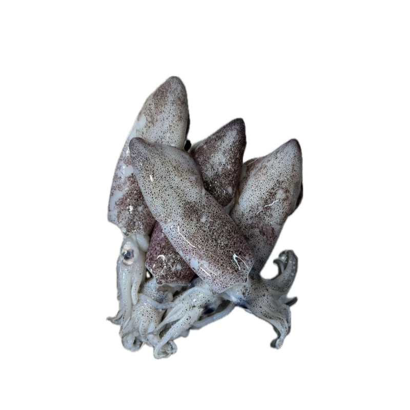 S14 - Kitani Squid / Sotong Kitani