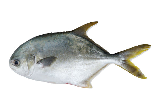 T12 - Golden Pomfret Bundle