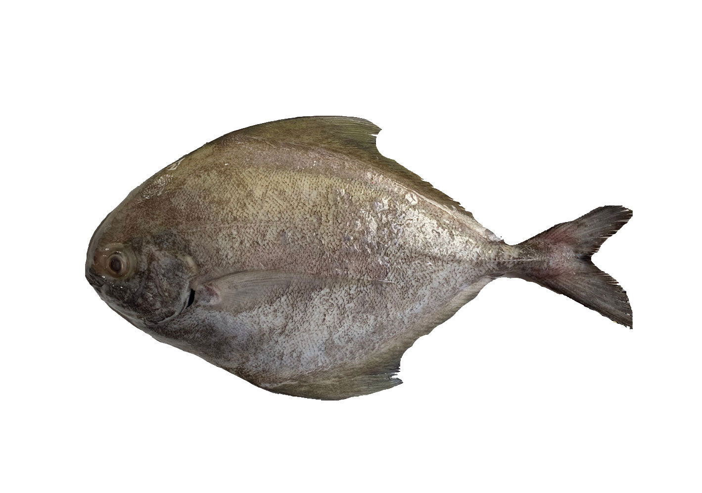 SDF11 - Black Pomfret / Bawal Hitam