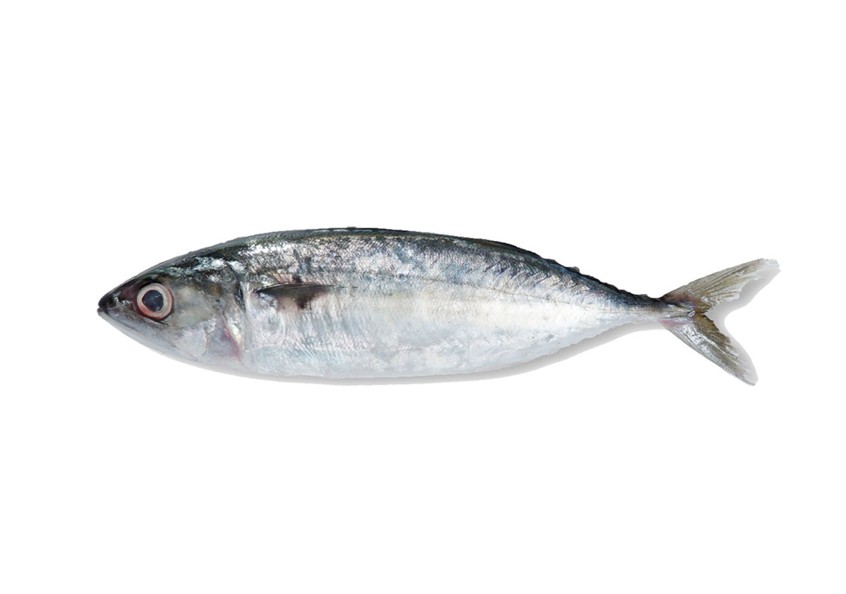 F19 - Indian Mackerel / Kembong