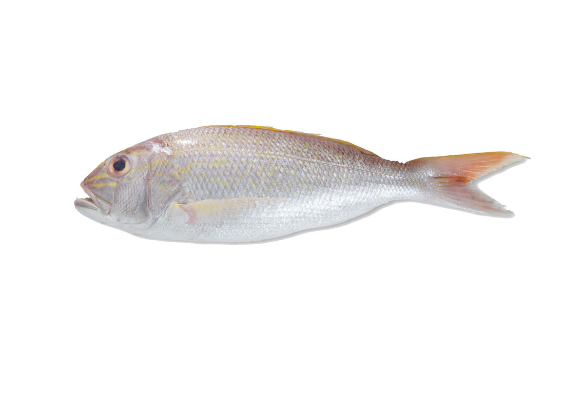 F04 - Seabream Snapper (Angoli) / Kerisi Besar