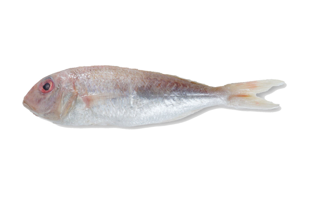 SDF20 - Small Seabream / Kerisi Kecil