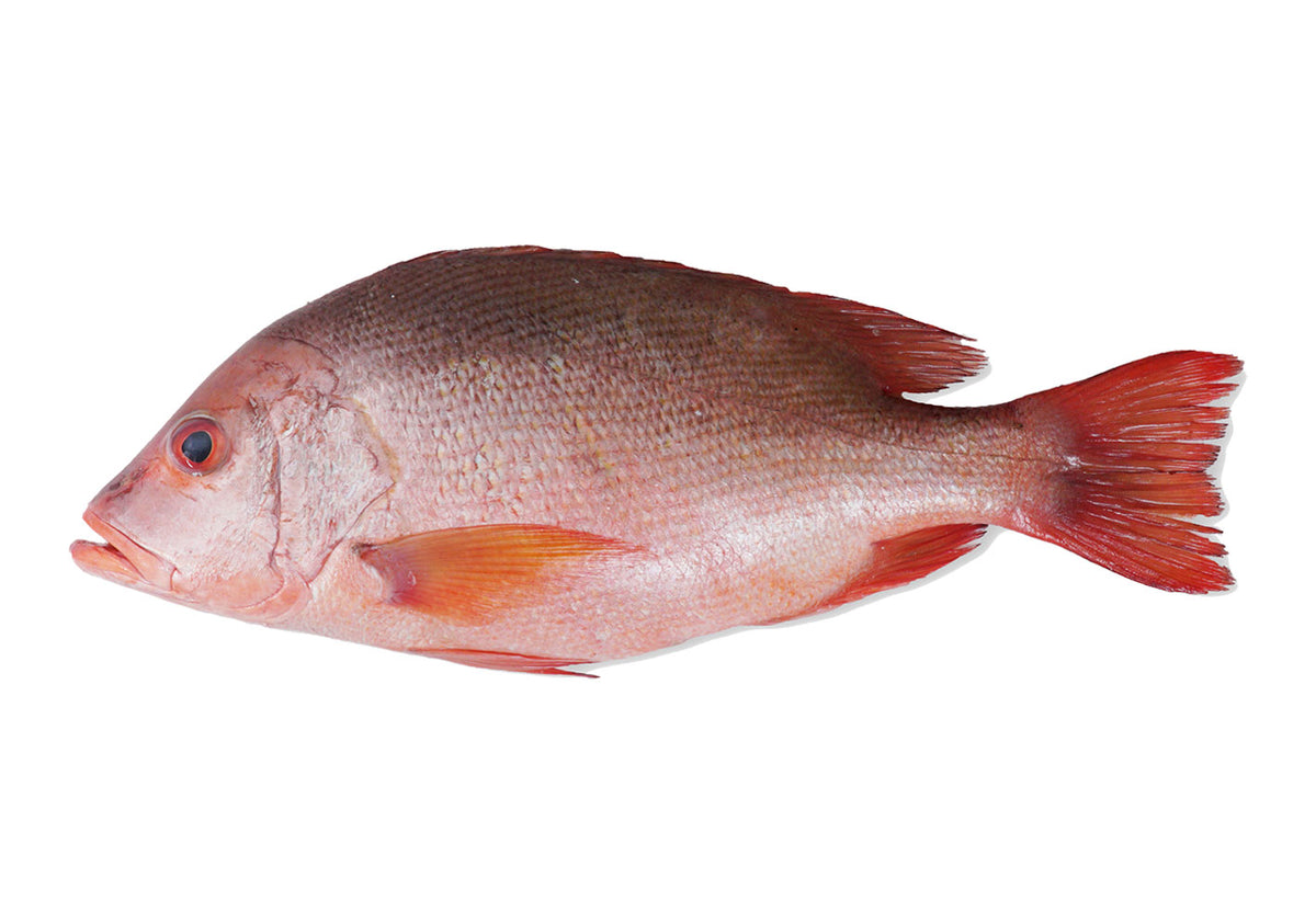 F05 - Fresh Red Snapper