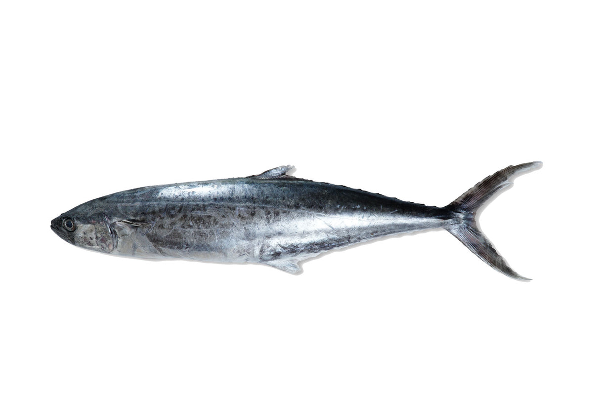 F13 - Indo-Pacific King Mackerel / Tenggiri Papan