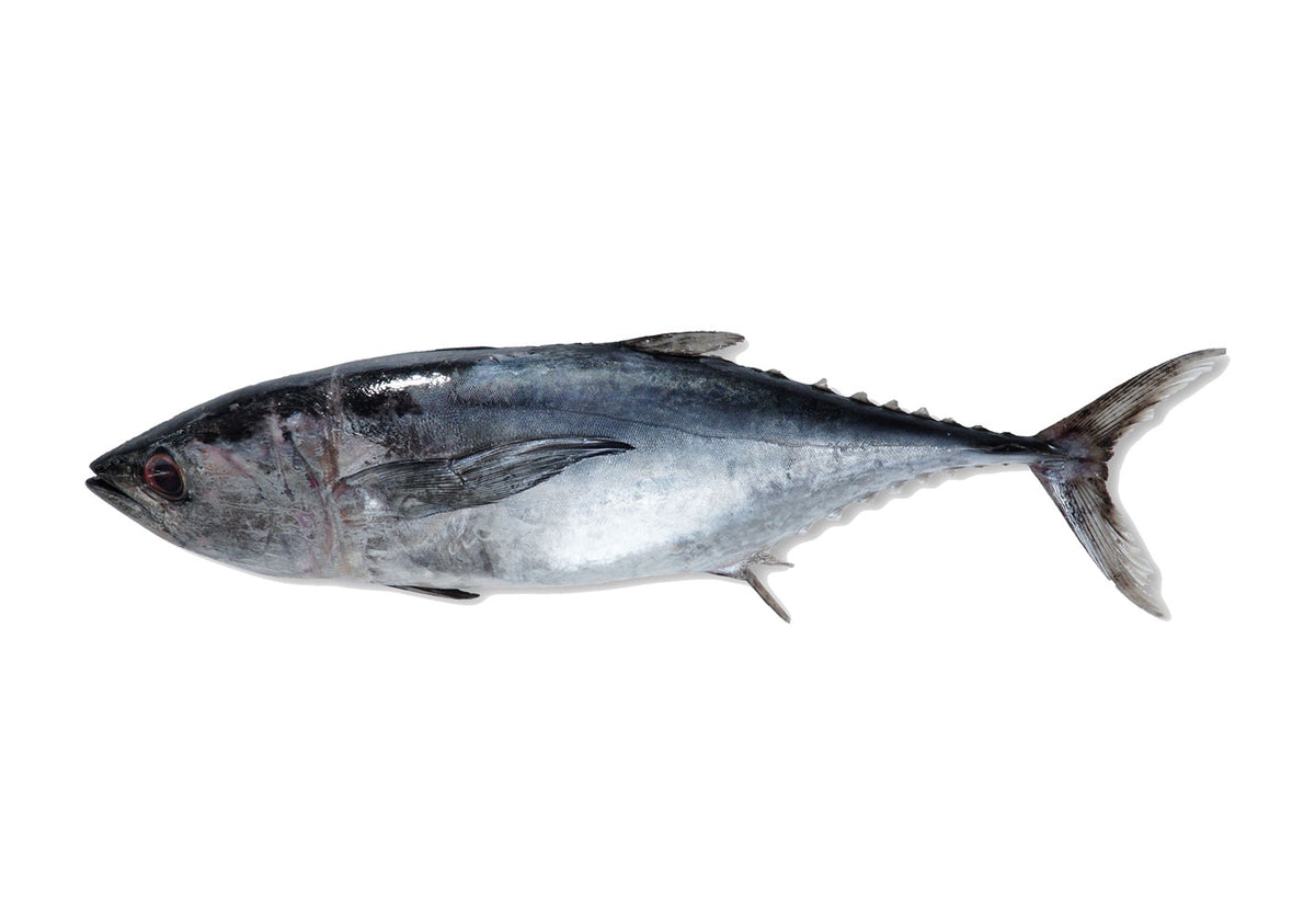 F10 - Skipjack Tuna / Tongkol