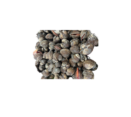 S11 - Kerang