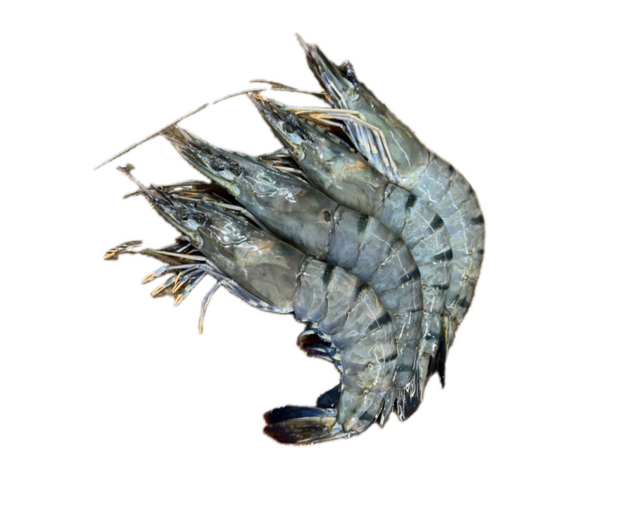 S05 - Fresh Tiger Prawn / Udang Tiger Segar