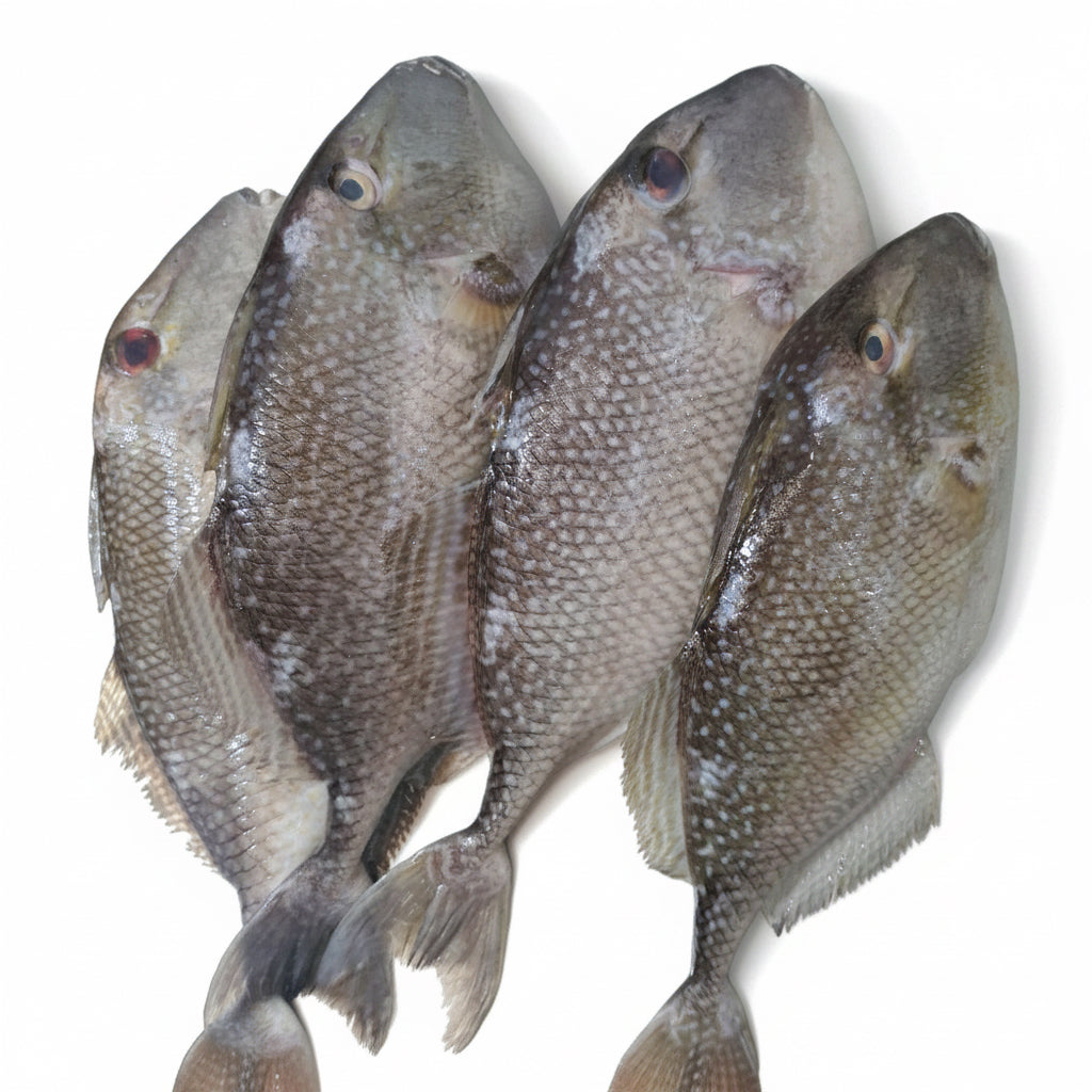 Fresh Ikan Ayam Ayam [1 Whole Piece / 1kg]