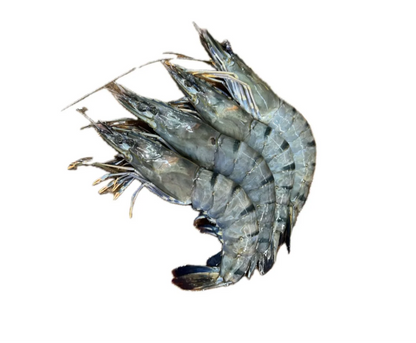 SDS01 - Varieties of Fresh Prawns [Today’s Catch]