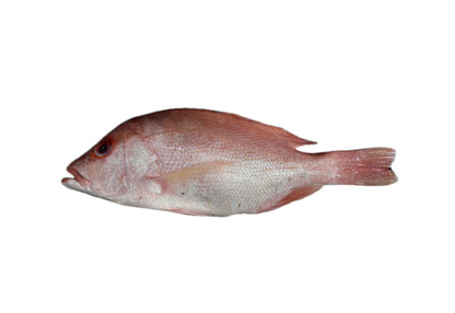CM03 - Combo Fresh Whole Red Fish