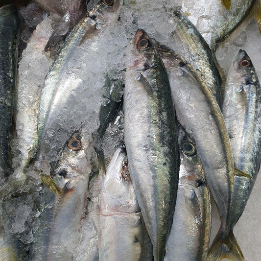 Ikan Benggol Segar [6-8 pieces]