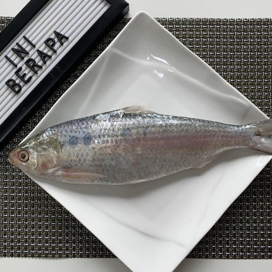 F31 - Fresh Ikan Terubok
