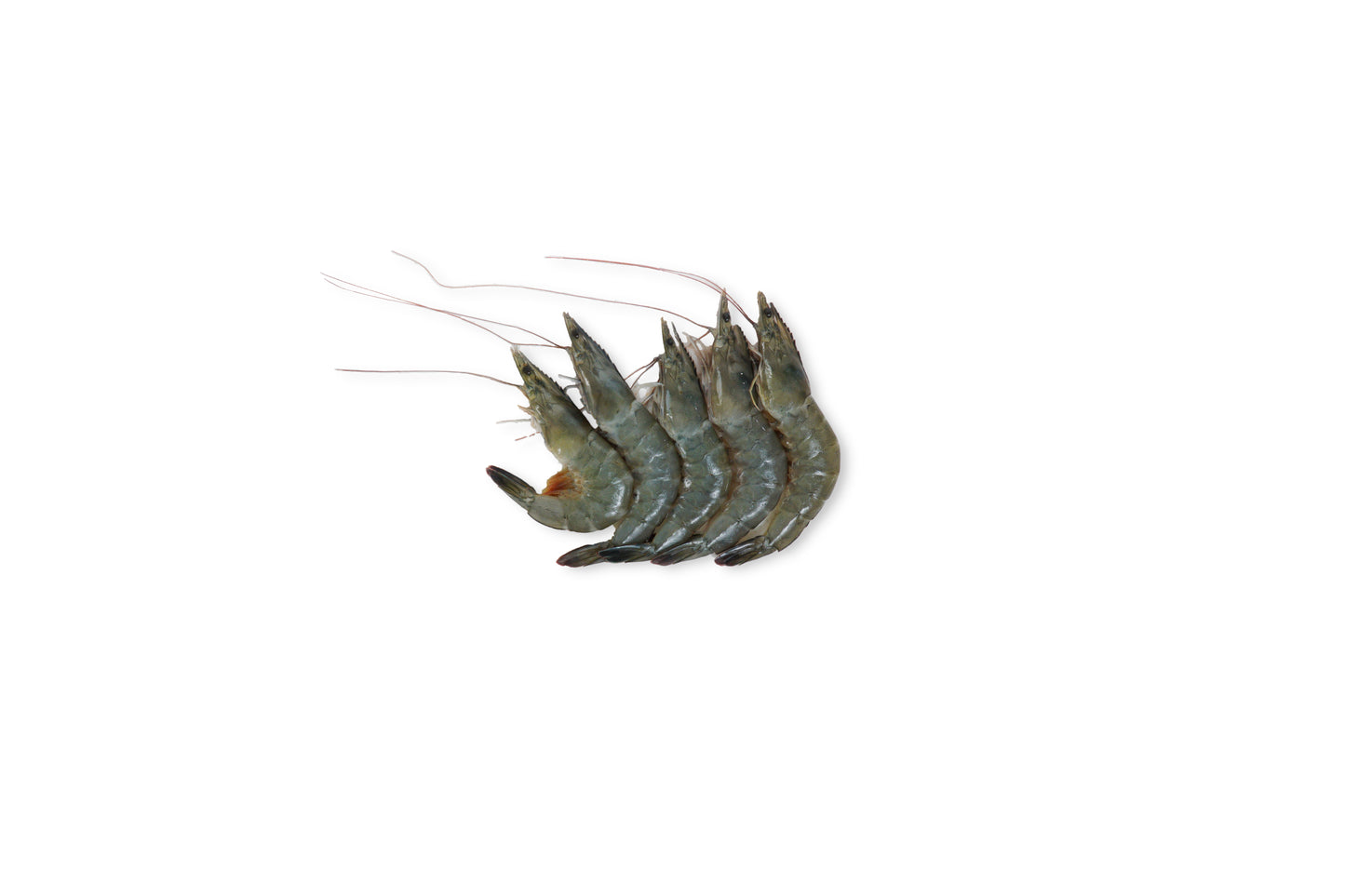 S09 - Fresh Grey Prawns / Udang Segar [Size: S]