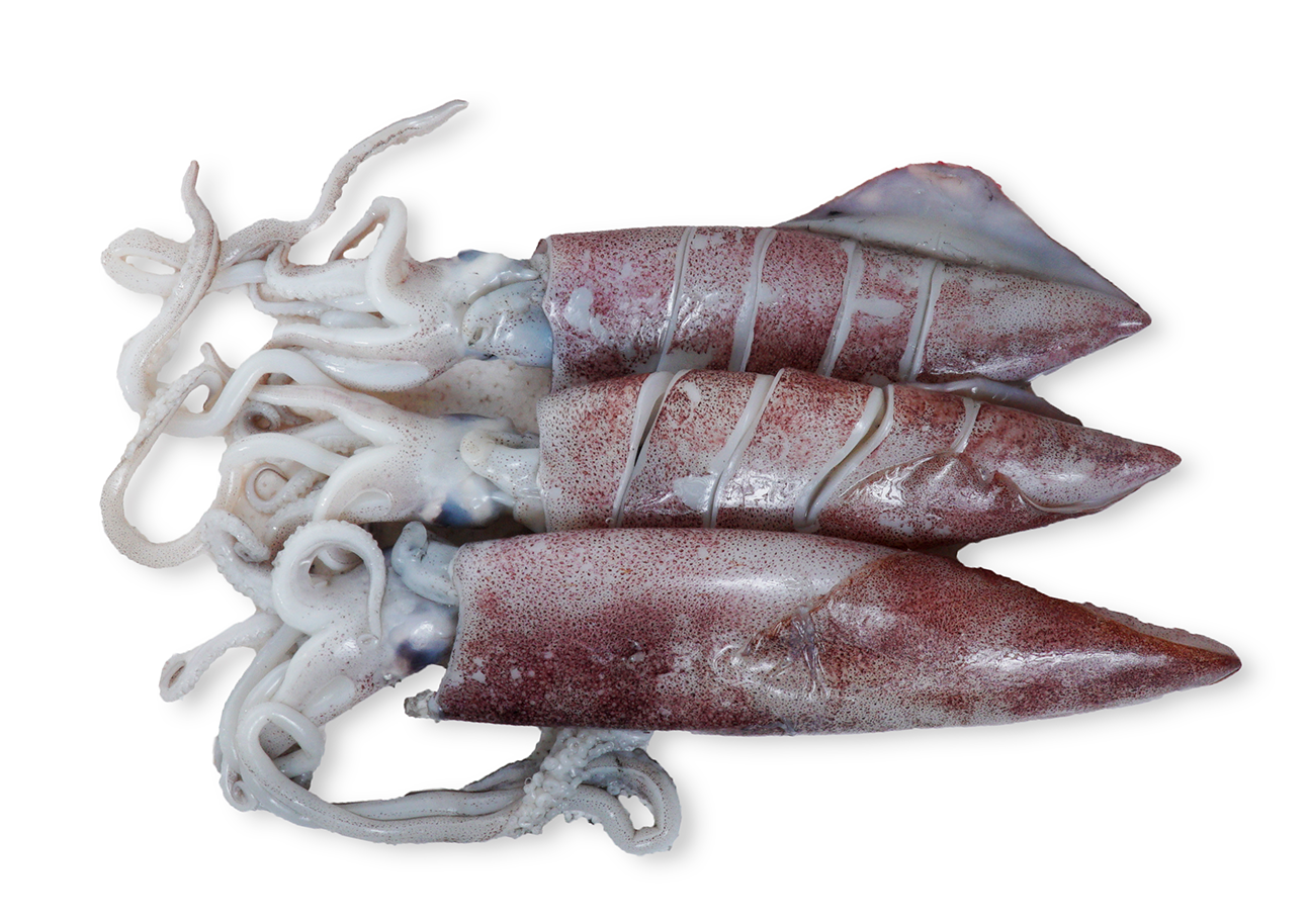 Sotong Segar / Fresh Squid