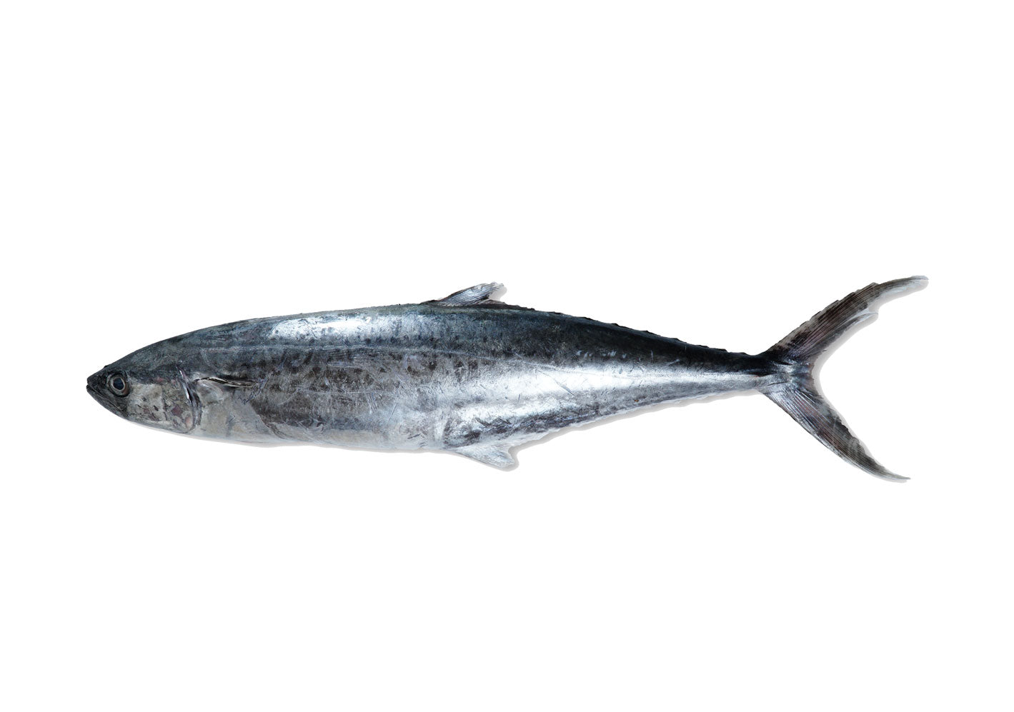 F19 - Indo-Pacific King Mackerel / Tenggiri Papan