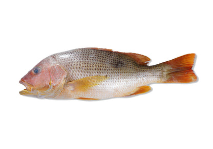 CM03 - Combo Fresh Whole Red Fish